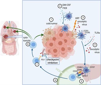 In Situ Vaccination as a Strategy to Modulate the Immune Microenvironment of Hepatocellular Carcinoma